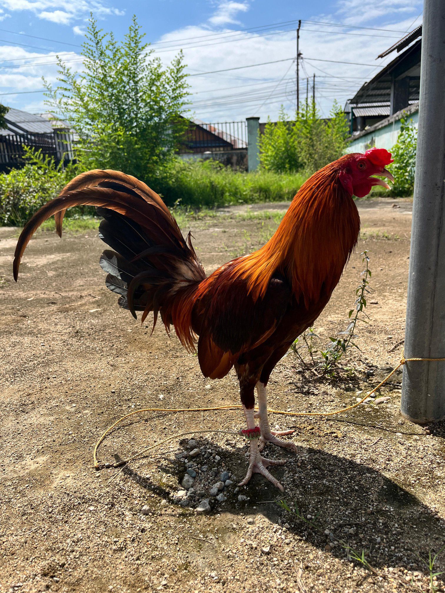 Ayam Filipina Premium – Fisik Gagah, Tulangan Besar, Mental Aktif