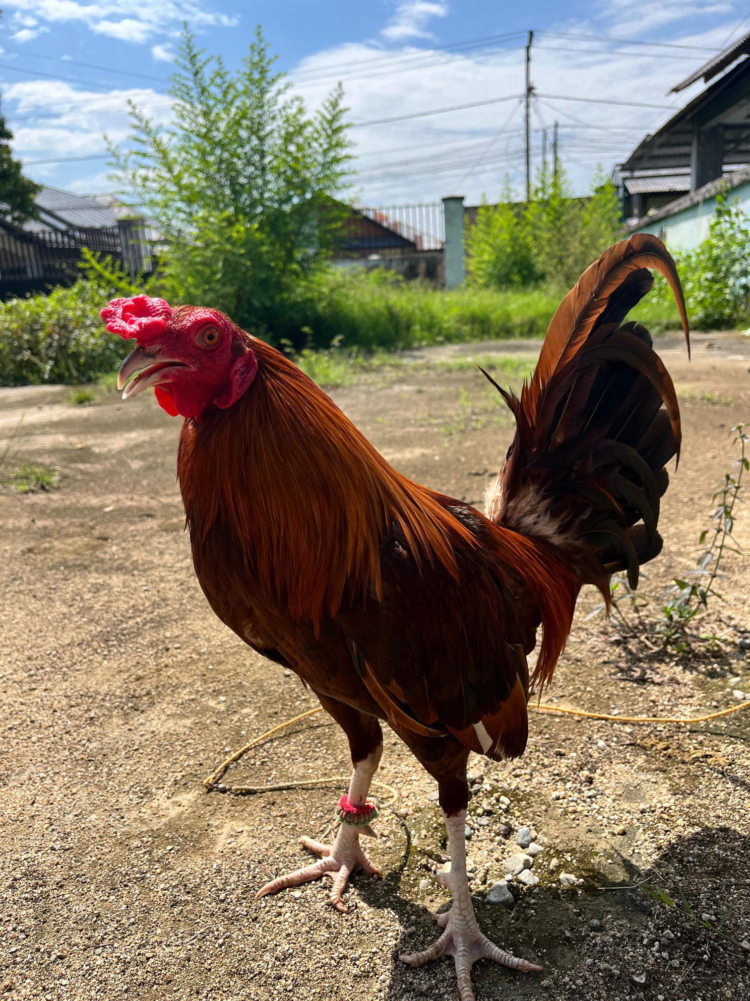 Ayam Filipina Premium – Fisik Gagah, Tulangan Besar, Mental Aktif