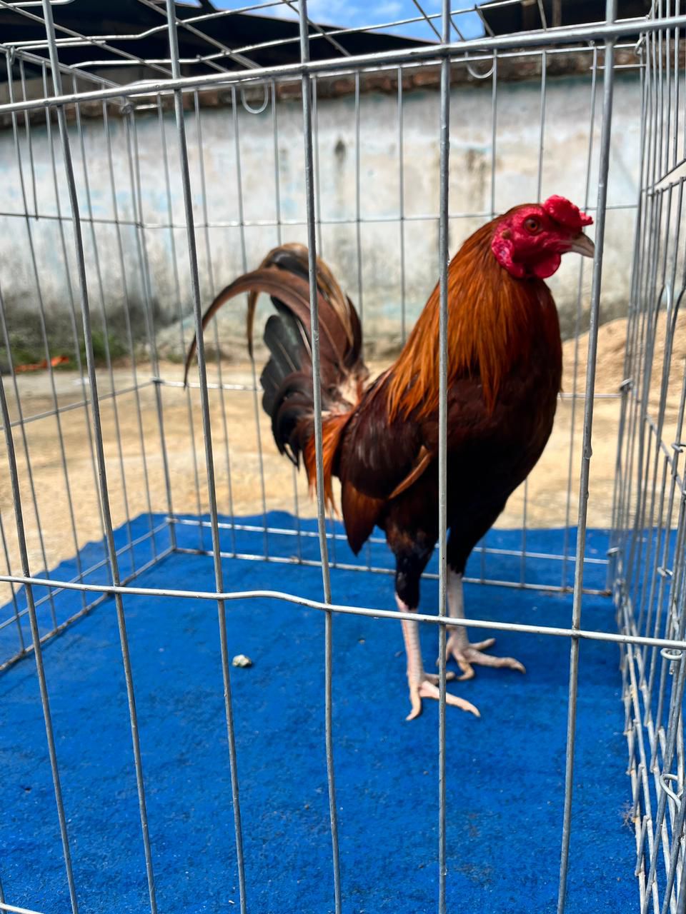 Ayam Filipina Premium – Fisik Gagah, Tulangan Besar, Mental Aktif