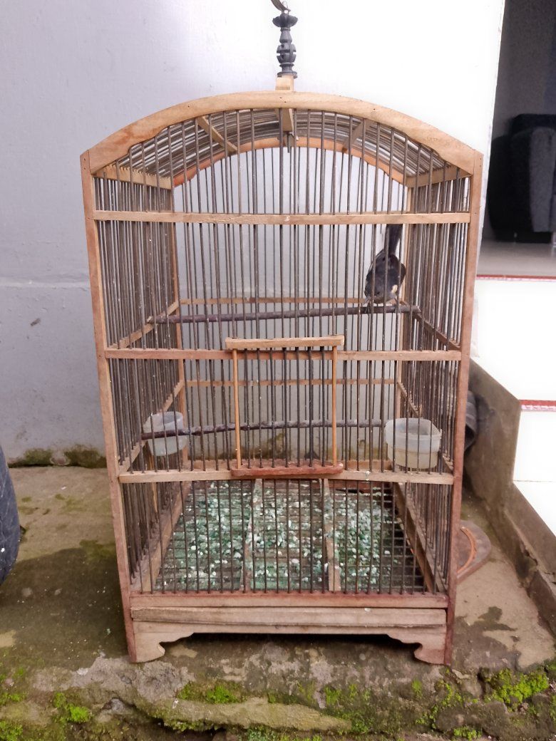 Jual Kacer Muda Jantan Betina – Fisik Sehat, Aktif, Siap Rawat
