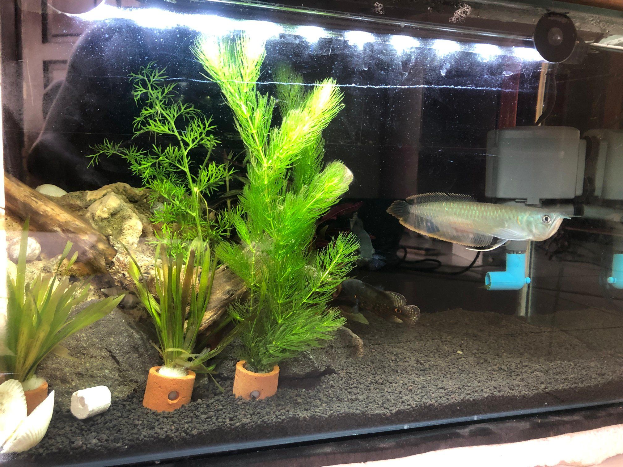 DIJUAL CEPAT FULLSET AQUARIUM + IKAN LENGKAP