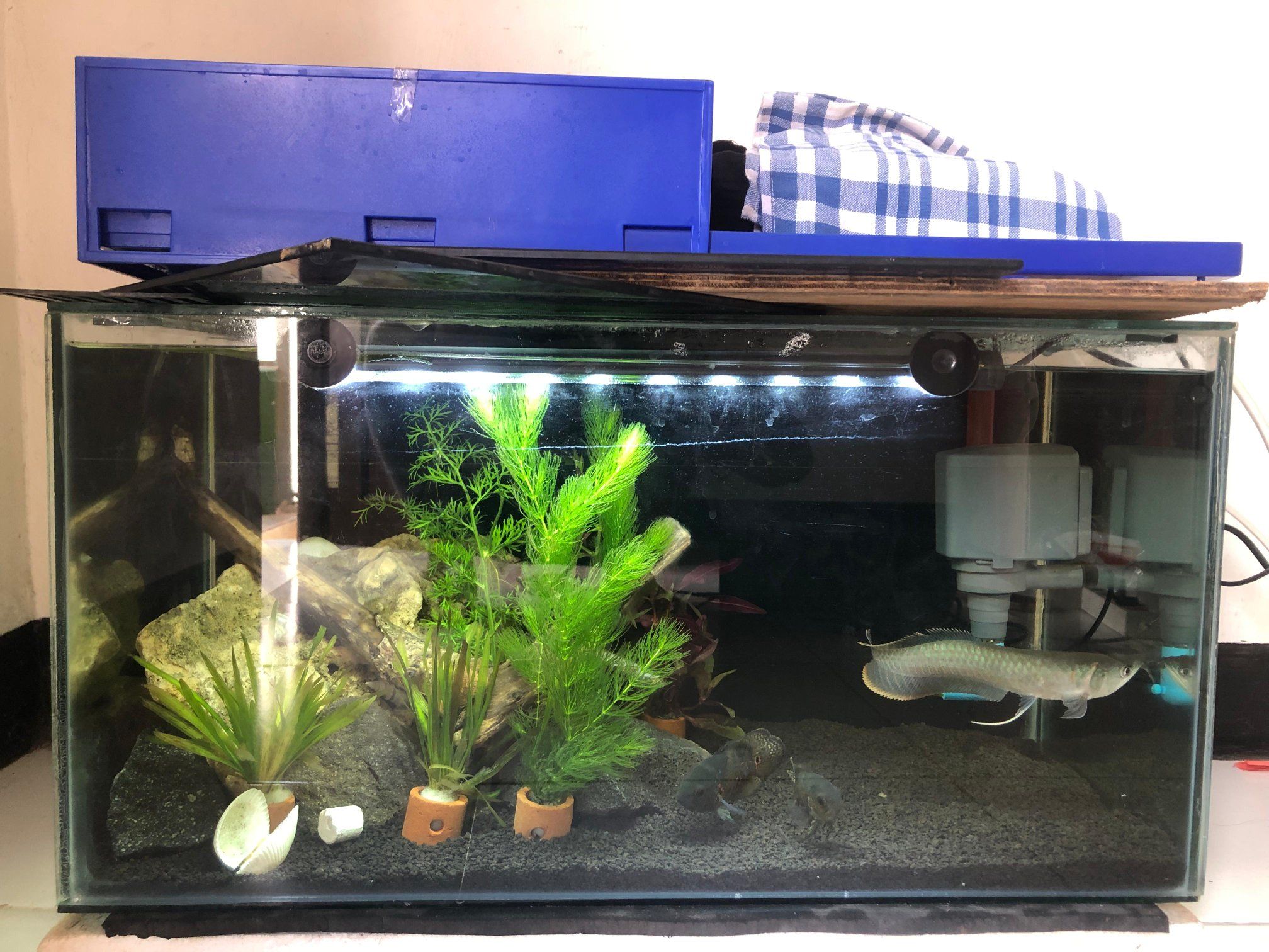 DIJUAL CEPAT FULLSET AQUARIUM + IKAN LENGKAP