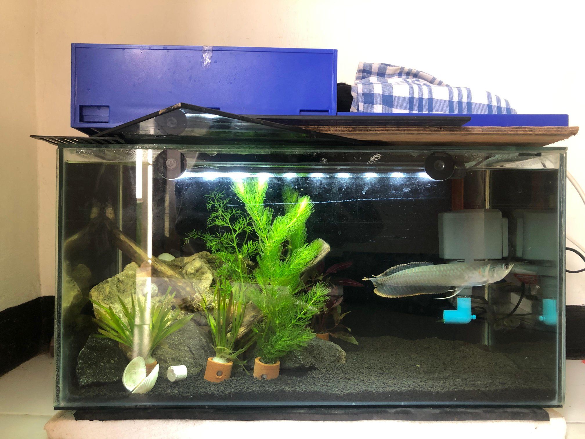 DIJUAL CEPAT FULLSET AQUARIUM + IKAN LENGKAP
