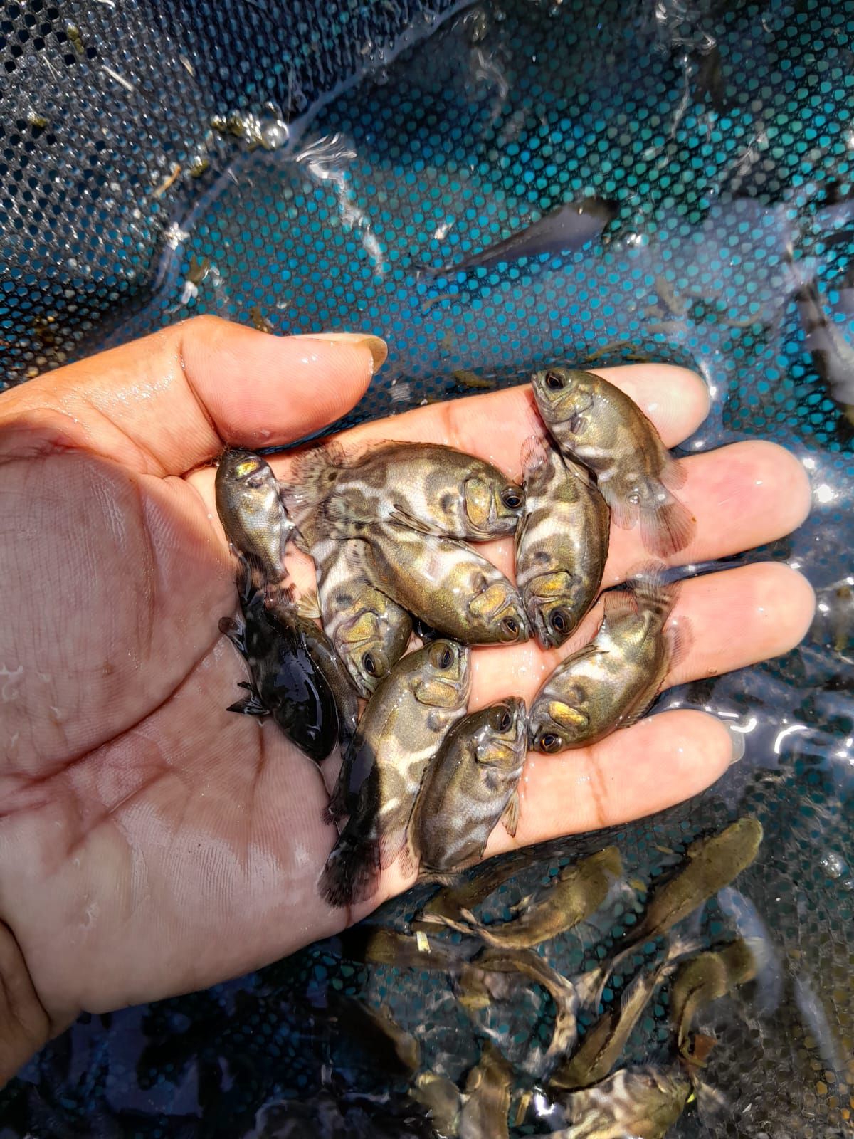 Cuci Gudang Ikan Oscar – Stok Banyak, Harga Gercep!