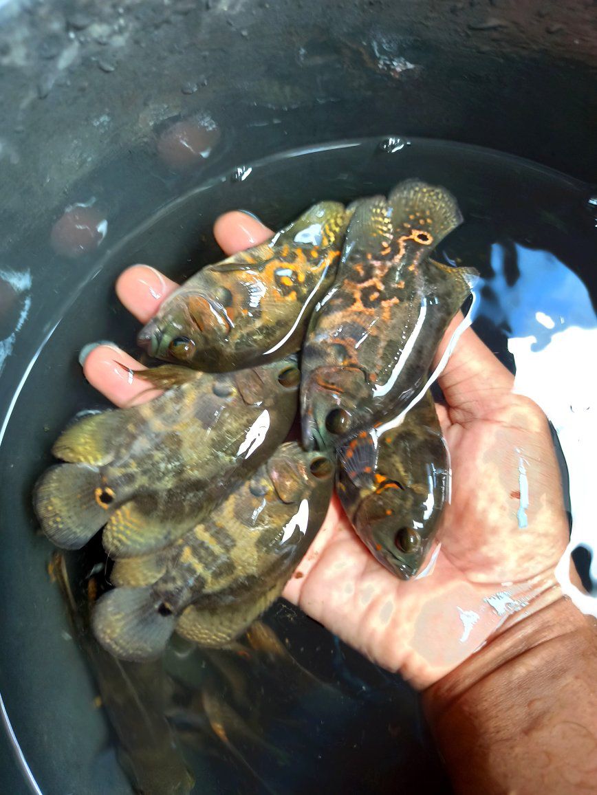 Cuci Gudang Ikan Oscar – Stok Banyak, Harga Gercep!