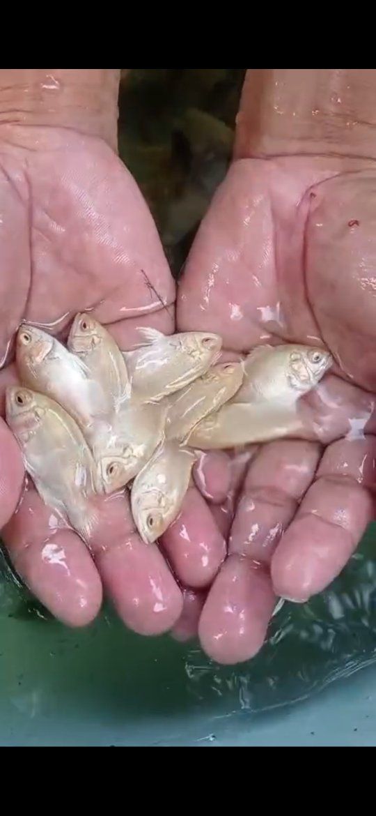 Cuci Gudang Ikan Oscar – Stok Banyak, Harga Gercep!