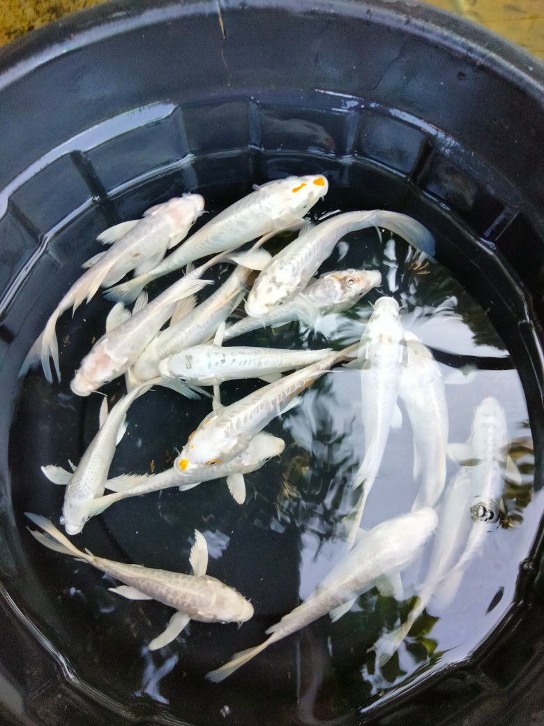 PASIRKALIKI RAWAMERTA – PUSAT IKAN HIAS & KONSUMSI LENGKAP 🐟