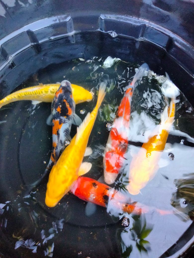 PASIRKALIKI RAWAMERTA – PUSAT IKAN HIAS & KONSUMSI LENGKAP 🐟