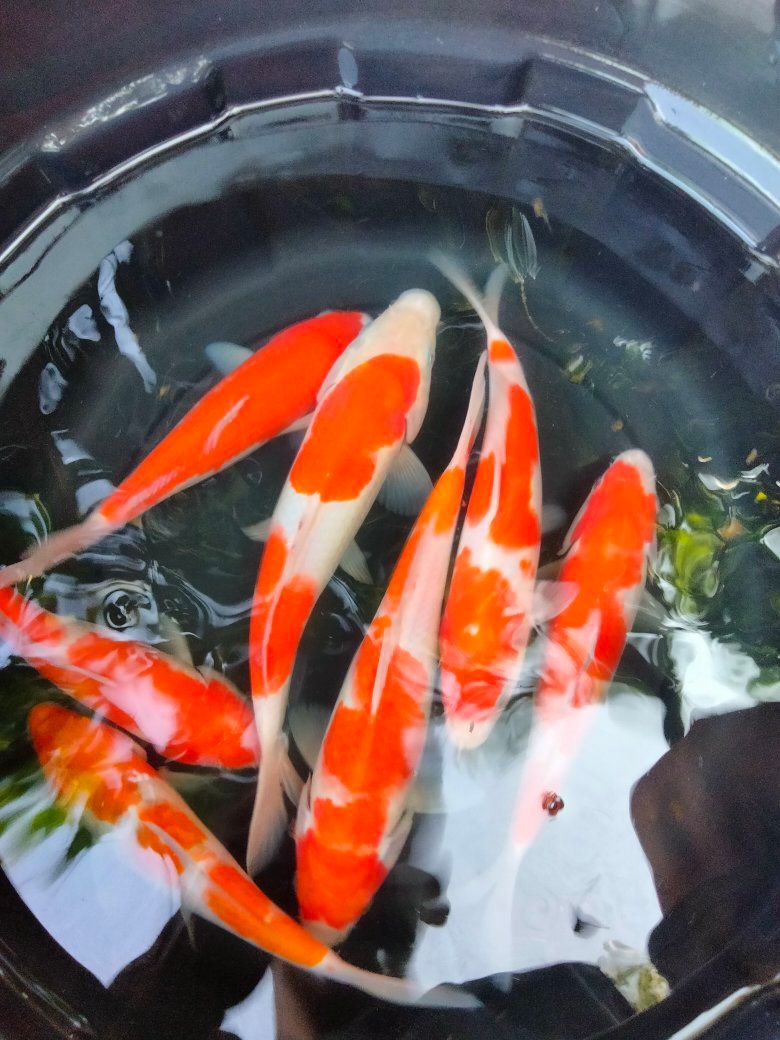 PASIRKALIKI RAWAMERTA – PUSAT IKAN HIAS & KONSUMSI LENGKAP 🐟