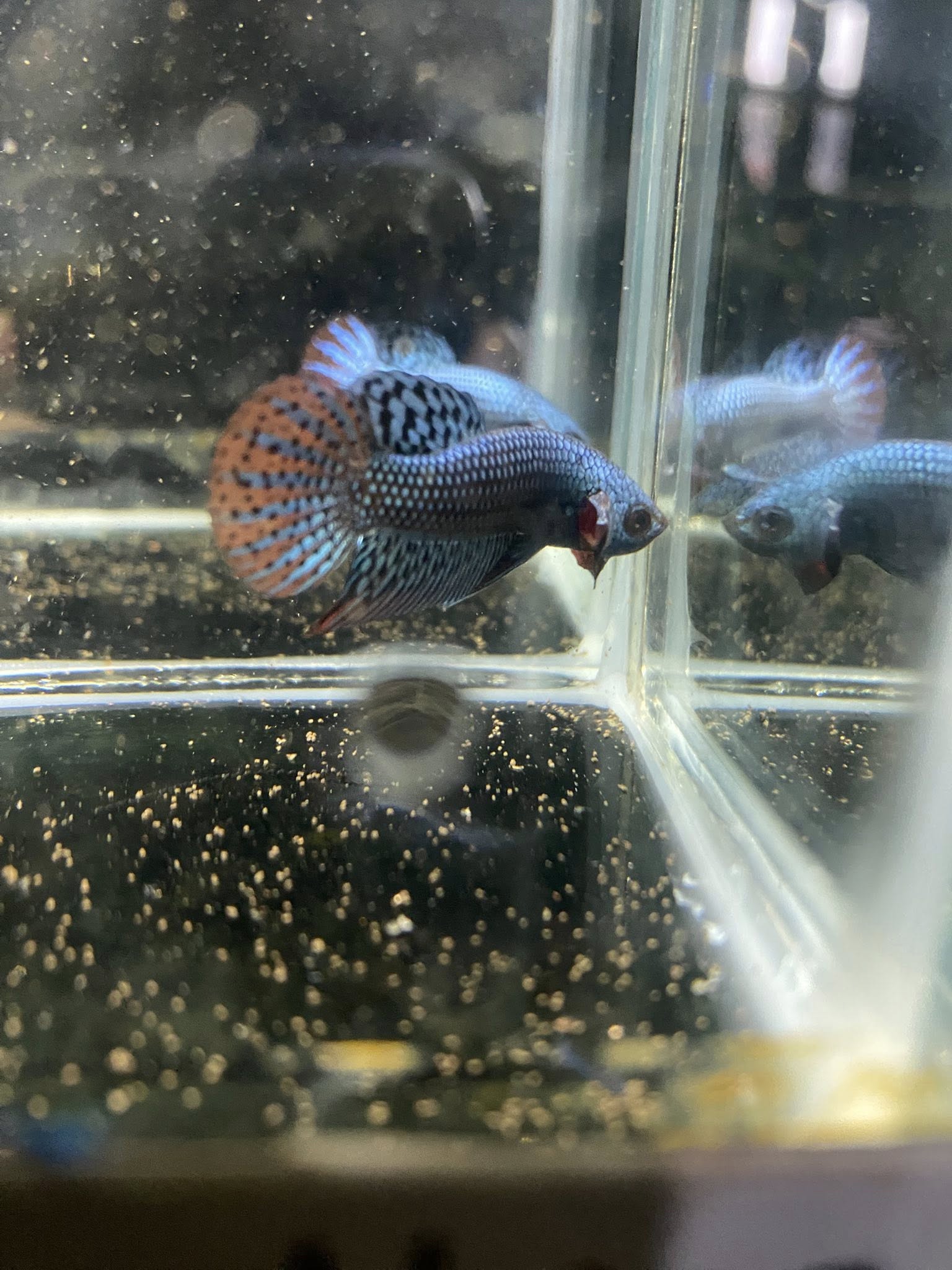 Ikan Cupang Barongsai Ready Stock – Warna Nendang, Harga Bersahabat! 🐠