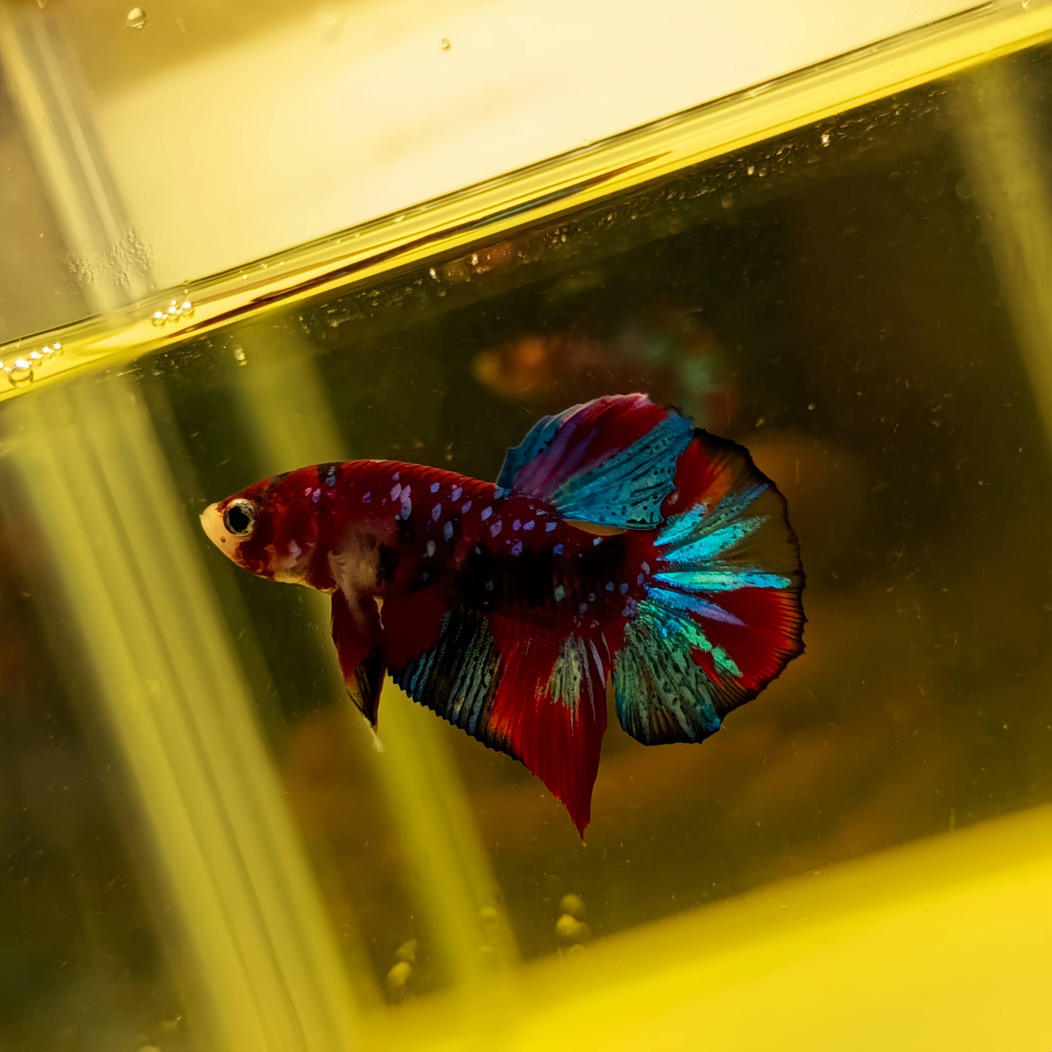 Ikan Cupang Barongsai Ready Stock – Warna Nendang, Harga Bersahabat! 🐠