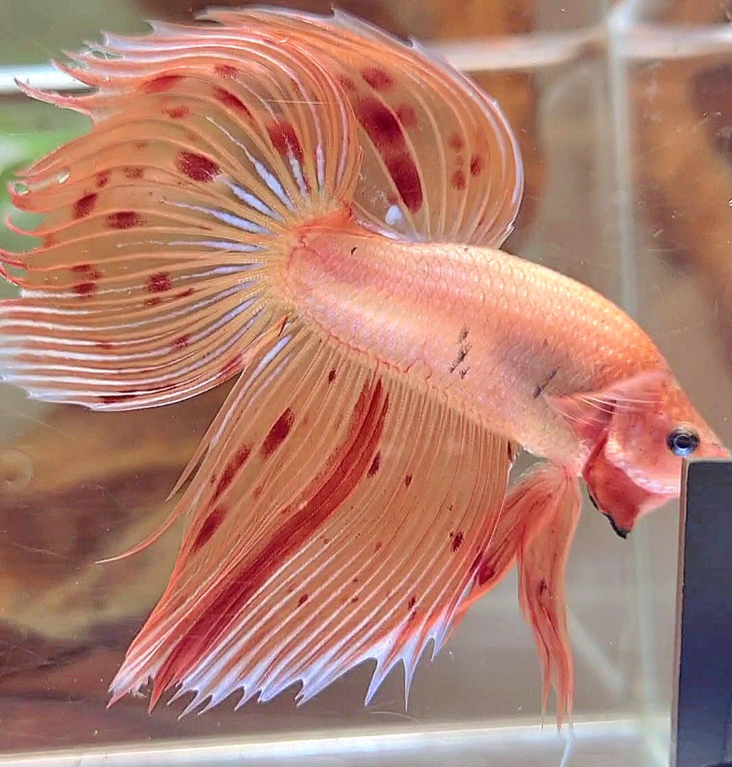 Ikan Cupang Barongsai Ready Stock – Warna Nendang, Harga Bersahabat! 🐠