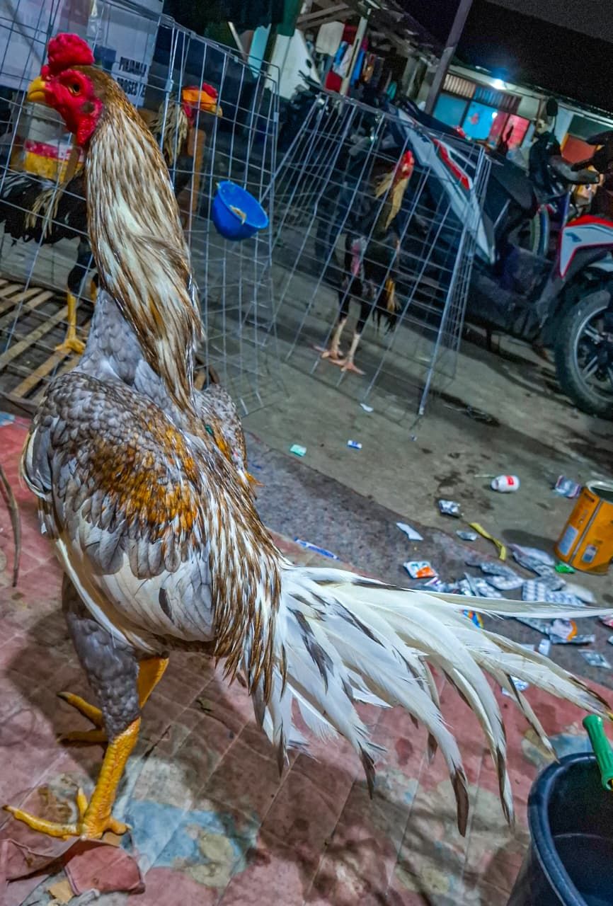 Ayam Bangkok Petarung Asli – Jual Beli Area Bantargebang & Sekitarnya