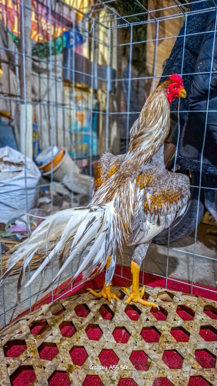 Ayam Bangkok Petarung Asli – Jual Beli Area Bantargebang & Sekitarnya