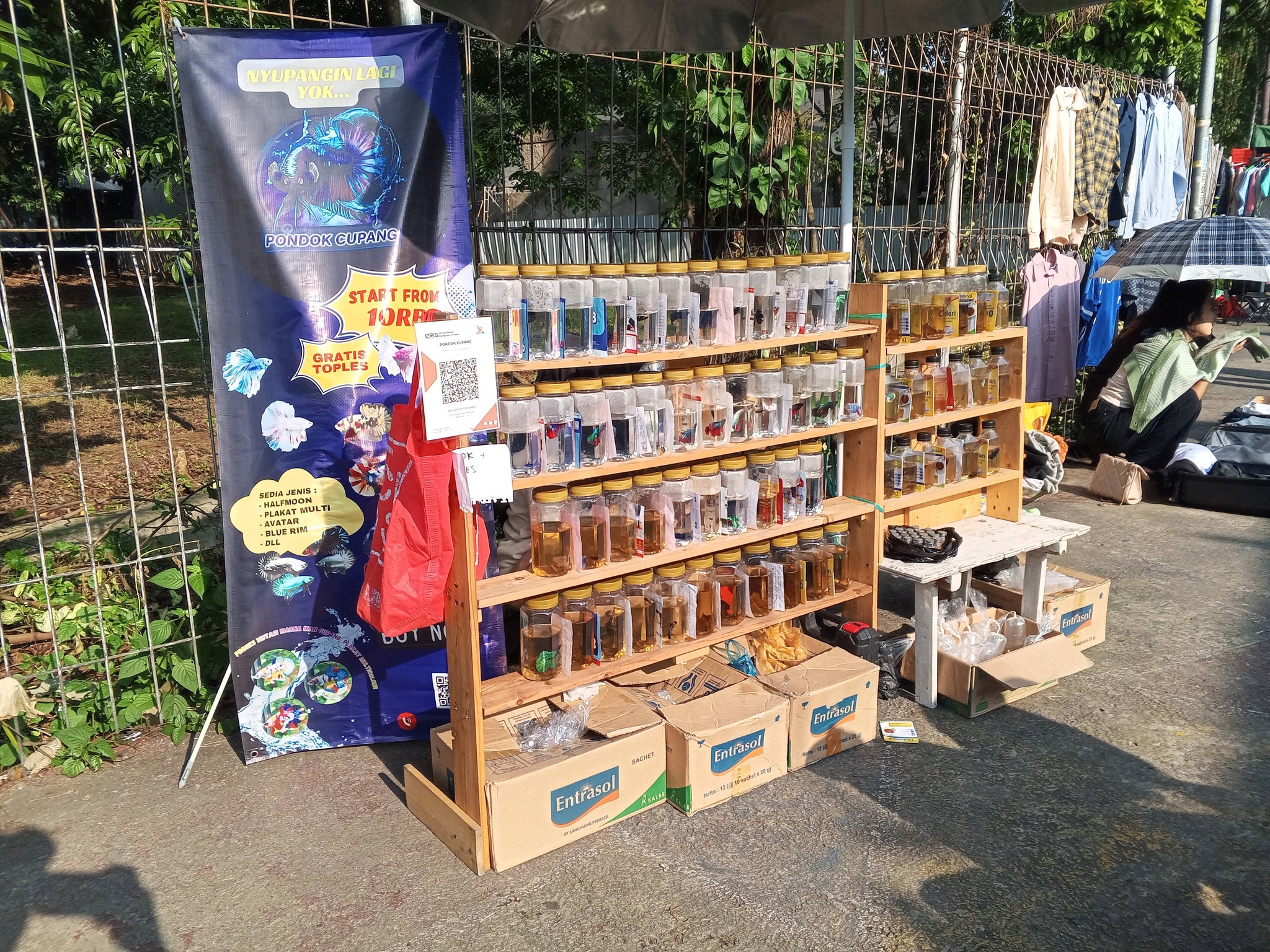 Jual Ikan Cupang Berkualitas Premium Bandung – Cimahi