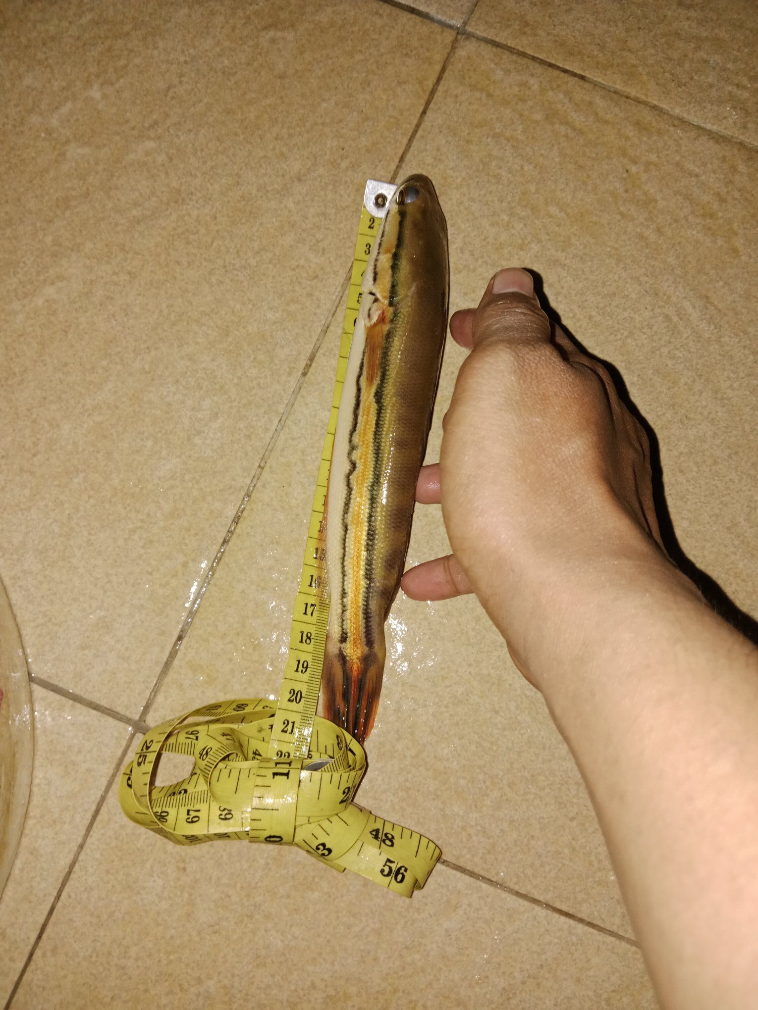 Toman Baby 20 CM – Sehat, Aktif, Siap Pelihara! (3 Ekor Ready)