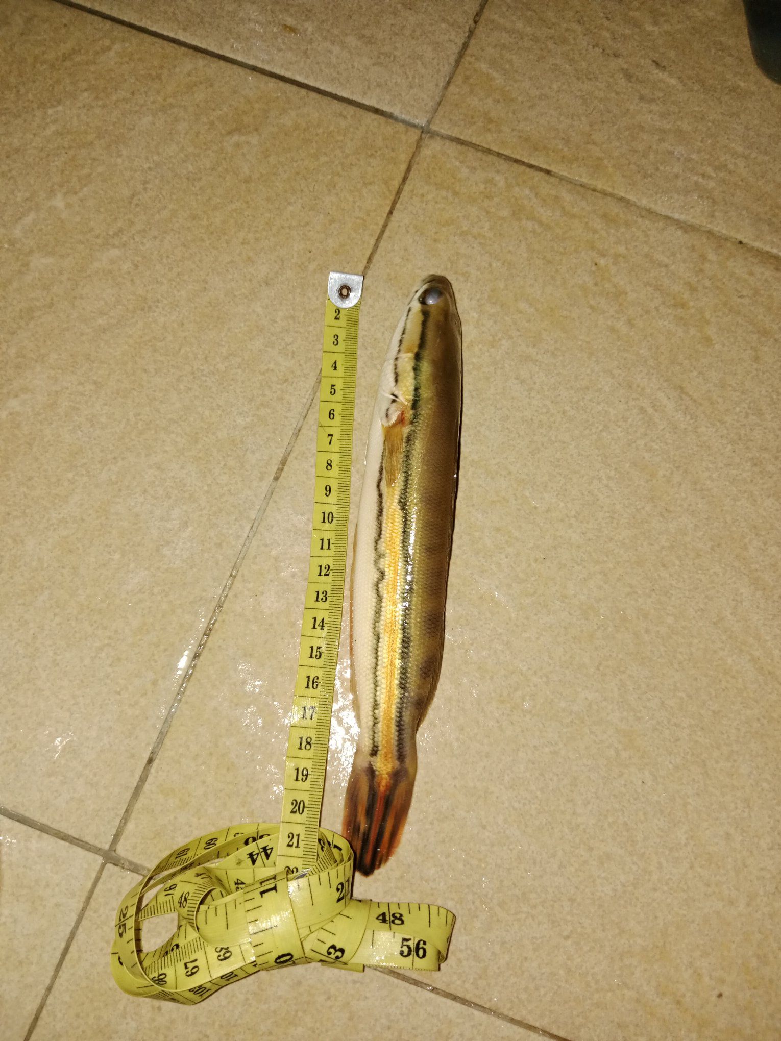 Toman Baby 20 CM – Sehat, Aktif, Siap Pelihara! (3 Ekor Ready)