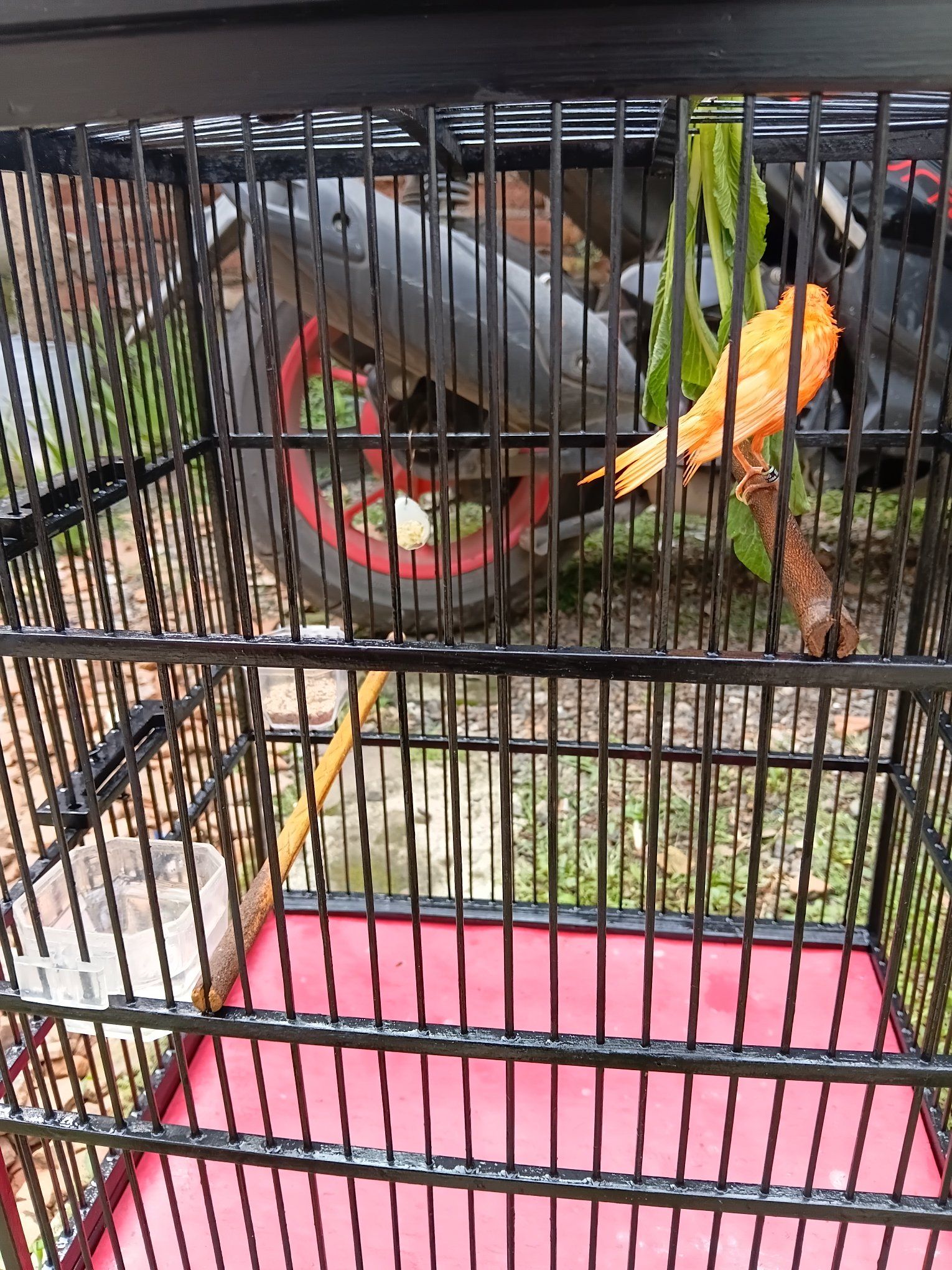 Jual Burung Kenari Gacor Sehat & Aktif – Bandung Timur