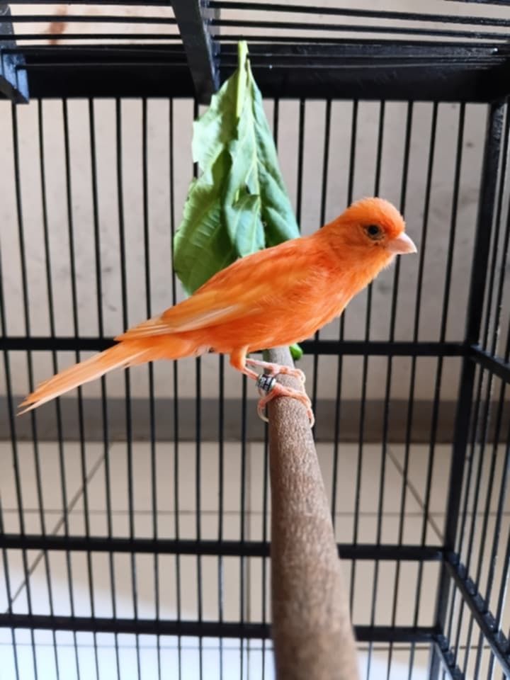 Jual Burung Kenari Gacor Sehat & Aktif – Bandung Timur
