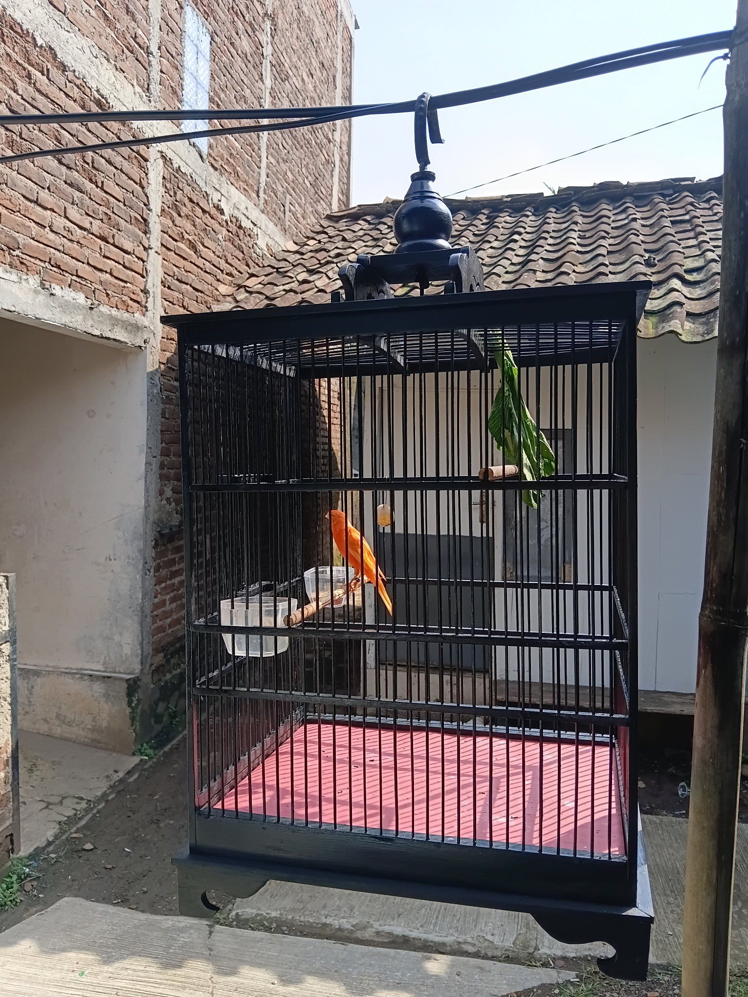 Jual Burung Kenari Gacor Sehat & Aktif – Bandung Timur