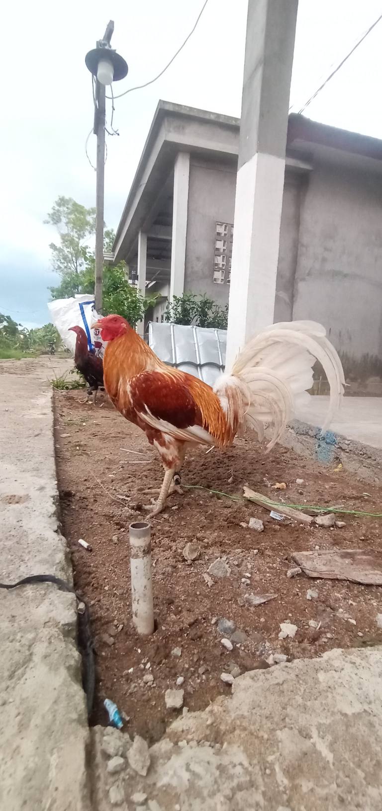 JUAL AYAM HIAS & PETARUNG BERKUALITAS – HARGA BERSAHABAT 🐓