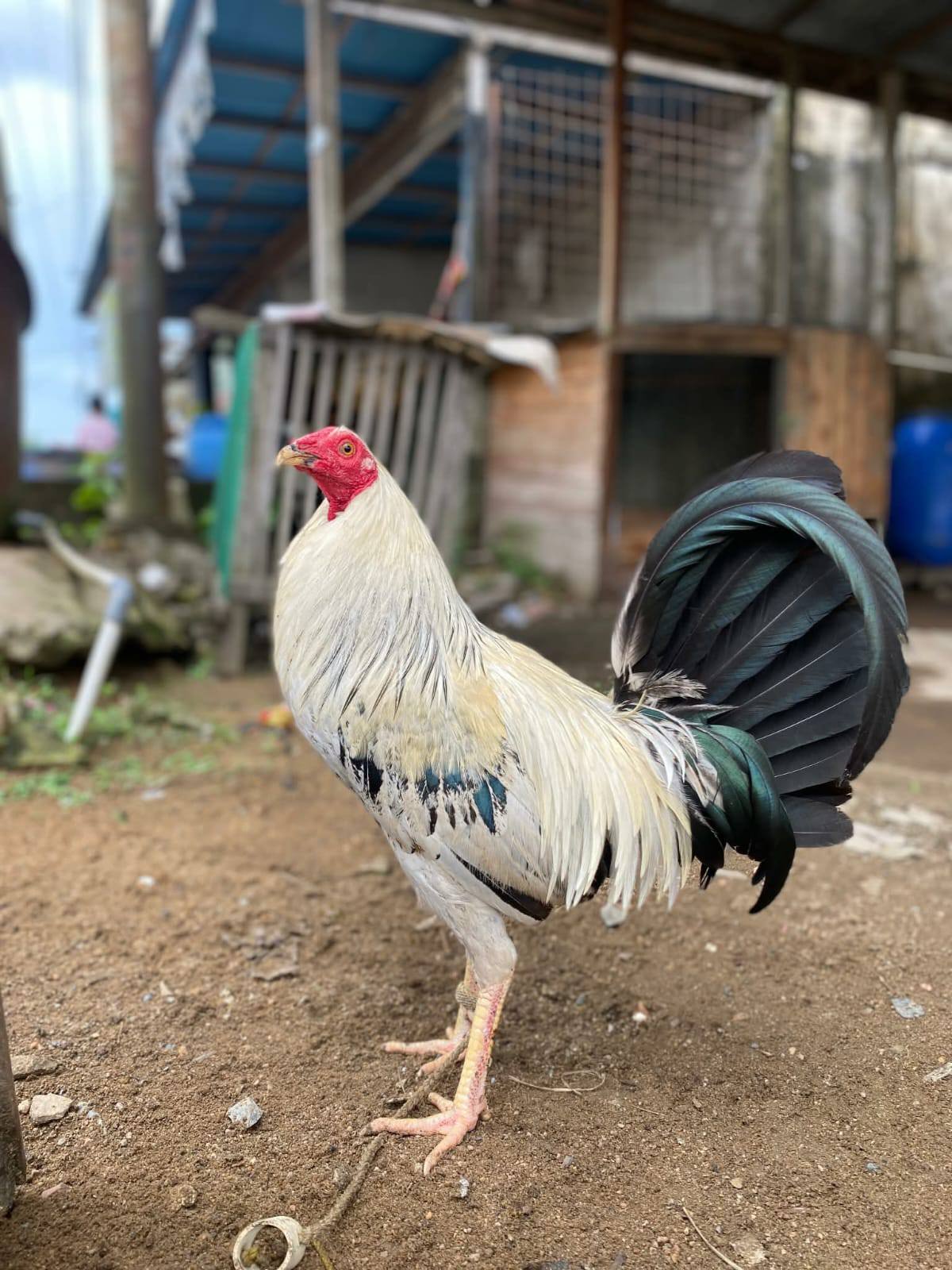 JUAL AYAM HIAS & PETARUNG BERKUALITAS – HARGA BERSAHABAT 🐓