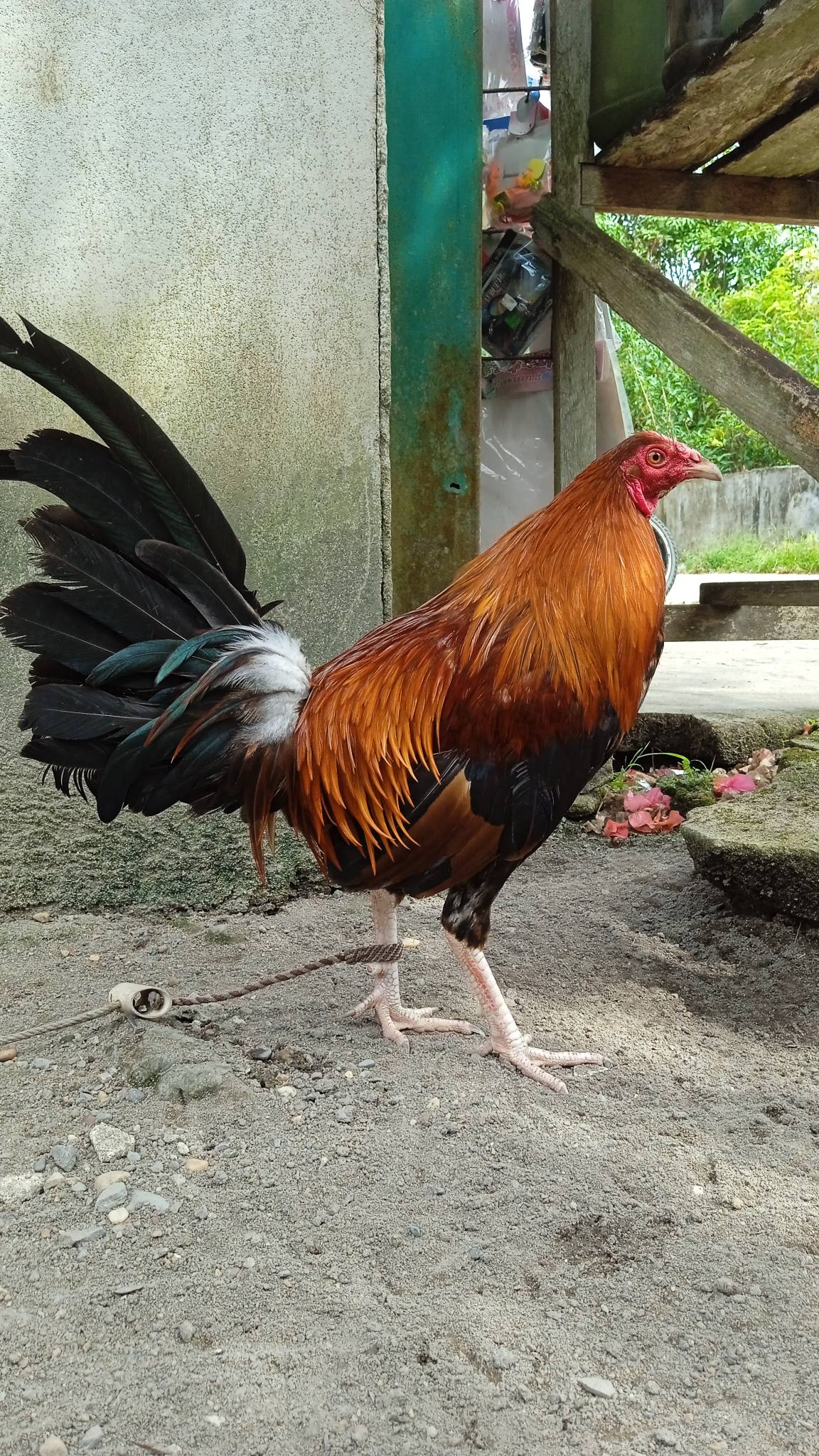 JUAL AYAM HIAS & PETARUNG BERKUALITAS – HARGA BERSAHABAT 🐓