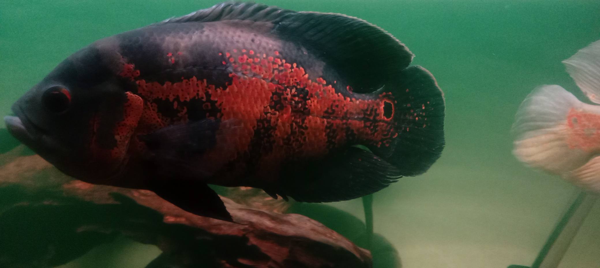 READY IKAN OSCAR SUPER CANTIK 🔥