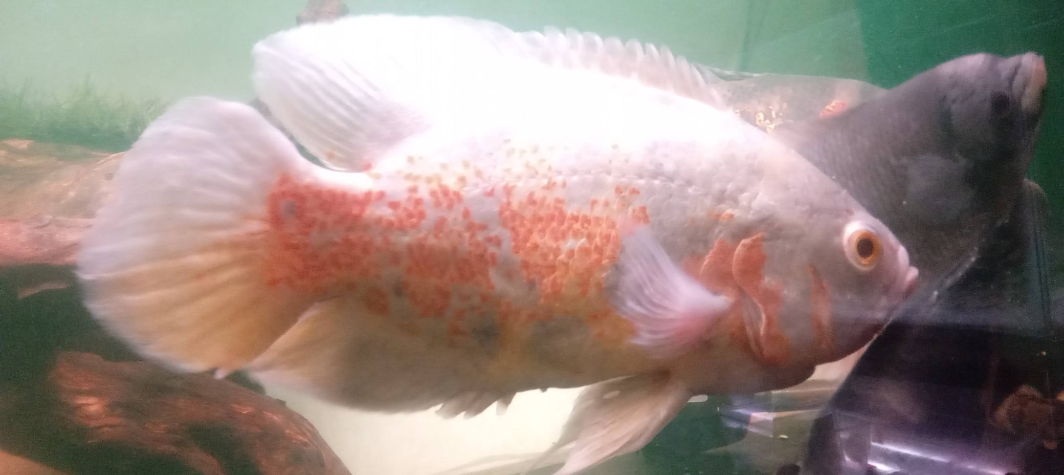 READY IKAN OSCAR SUPER CANTIK 🔥