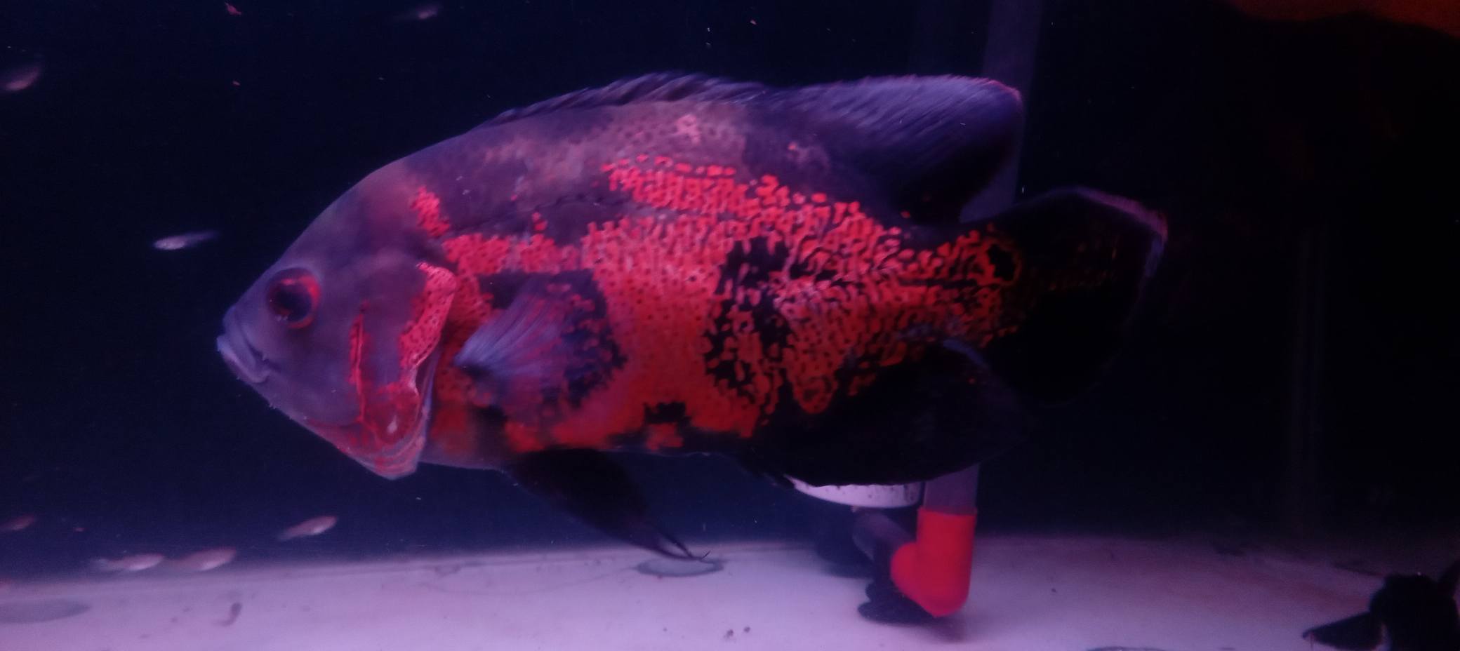 READY IKAN OSCAR SUPER CANTIK 🔥