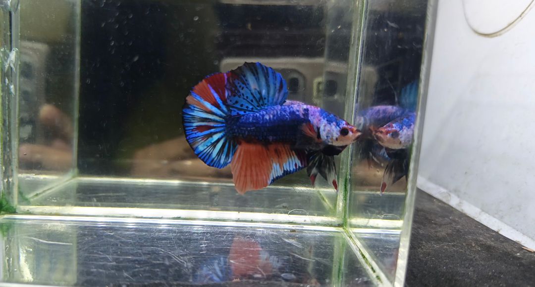 🐟 Jual Beli Ikan Cupang Bandung – Cimahi | Kualitas Juara