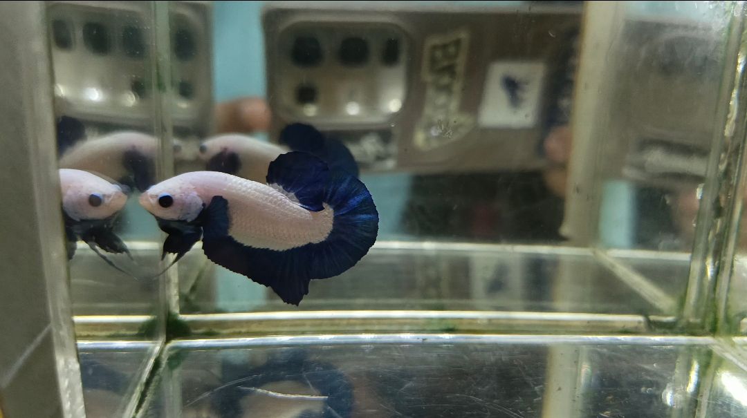 🐟 Jual Beli Ikan Cupang Bandung – Cimahi | Kualitas Juara