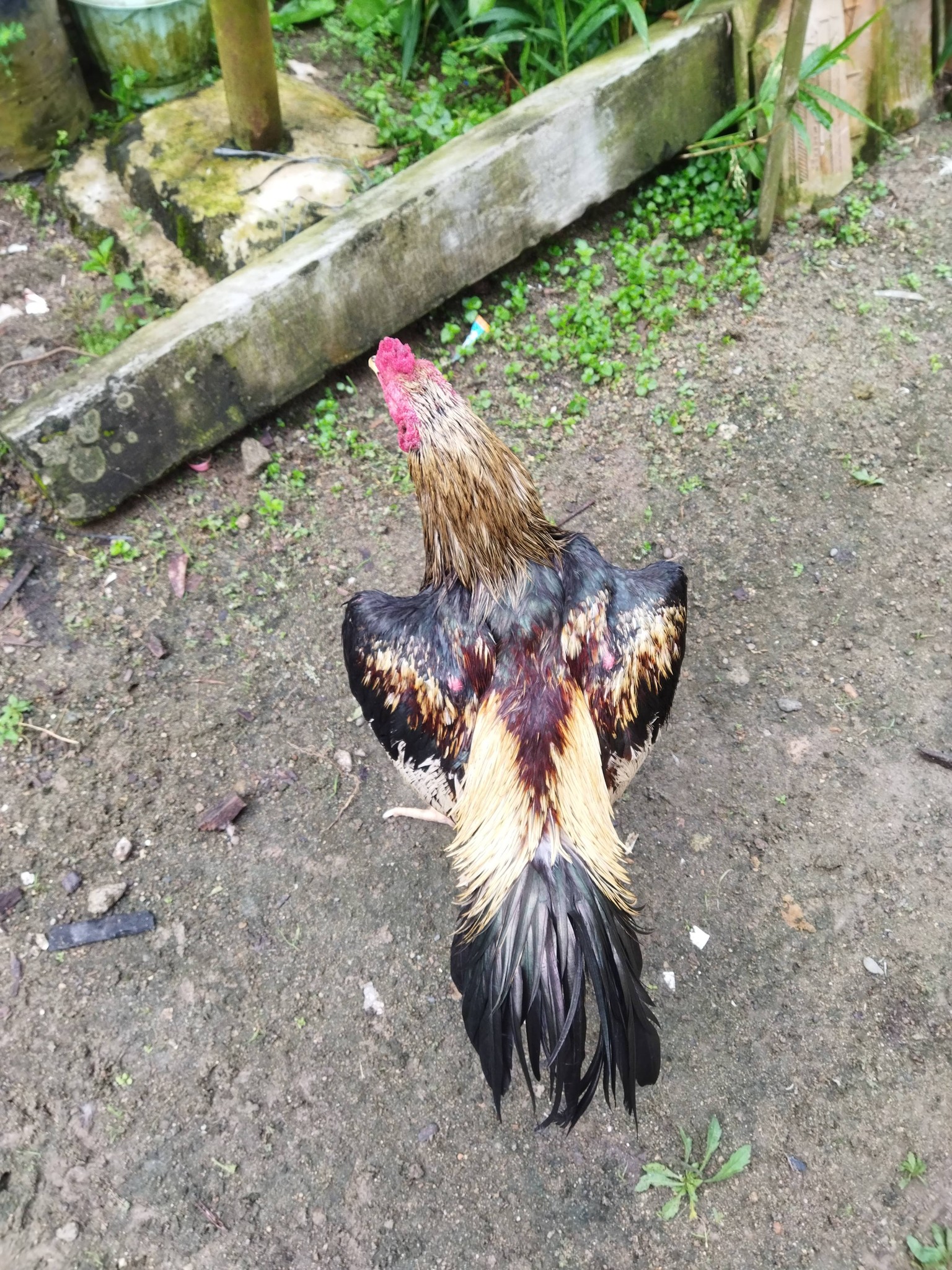 Ayam Bangkok Asli Tugumulyo OKI – Kualitas Juara, Harga Bersahabat 🐓