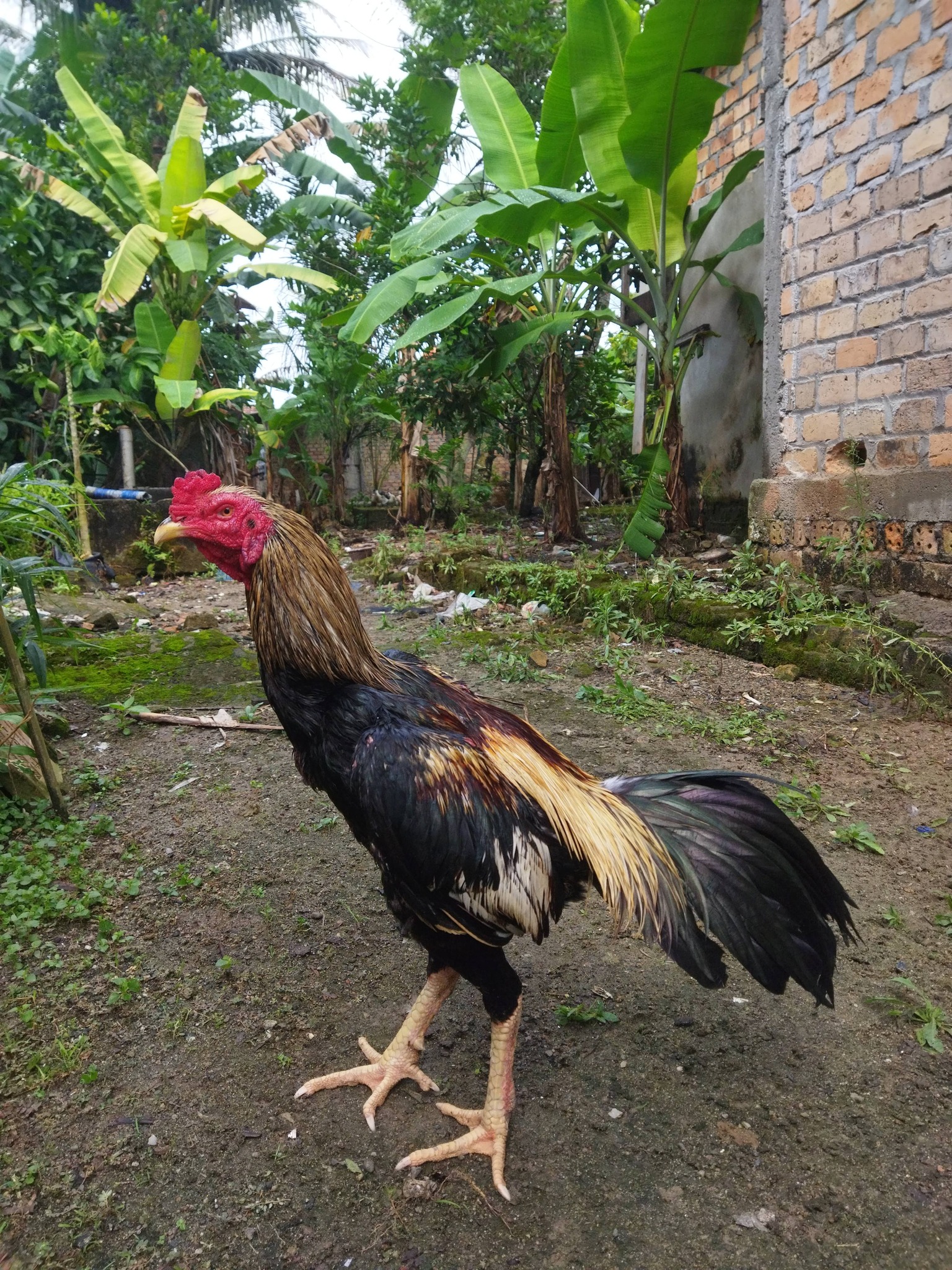 Ayam Bangkok Asli Tugumulyo OKI – Kualitas Juara, Harga Bersahabat 🐓