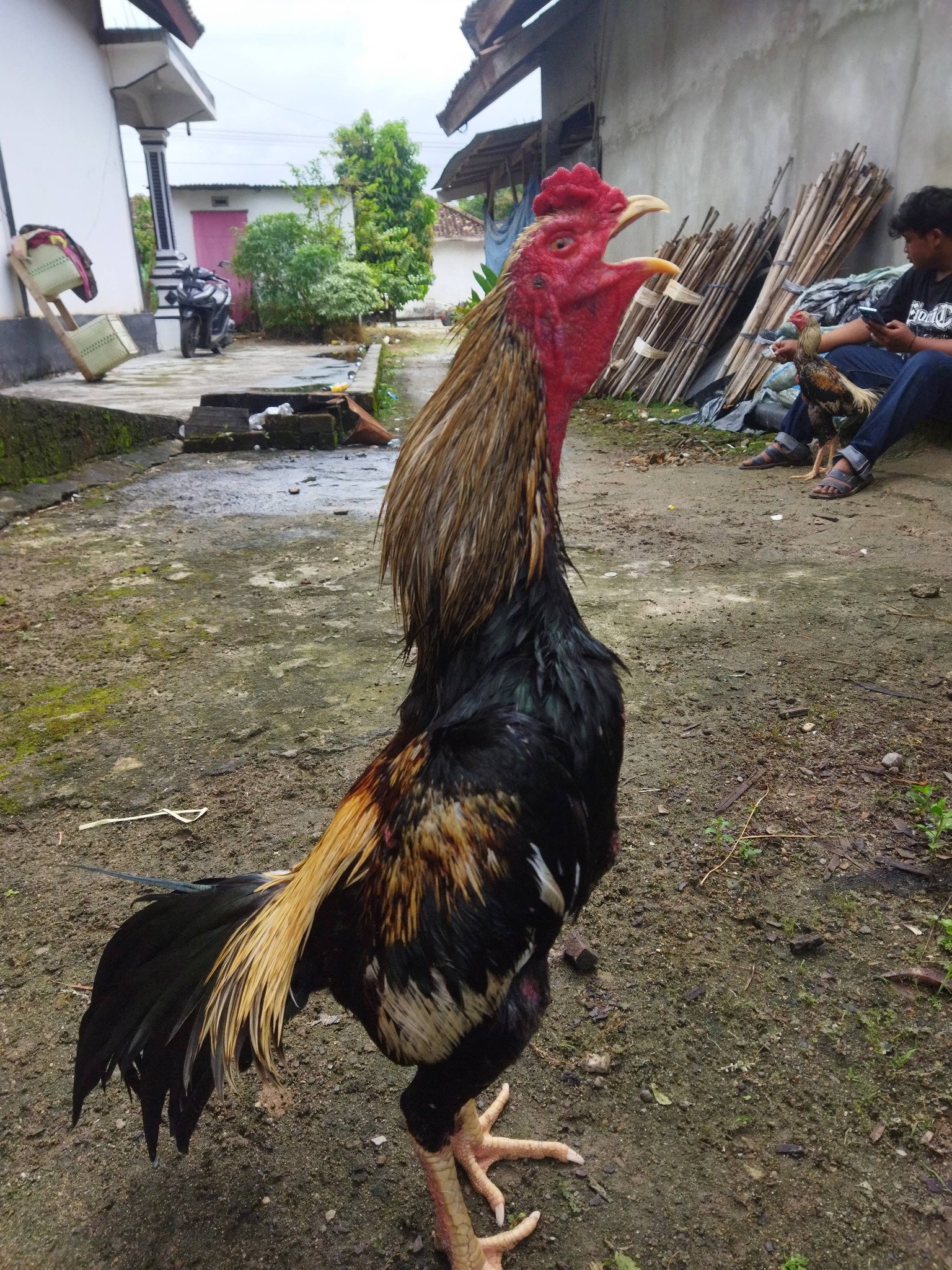 Ayam Bangkok Asli Tugumulyo OKI – Kualitas Juara, Harga Bersahabat 🐓