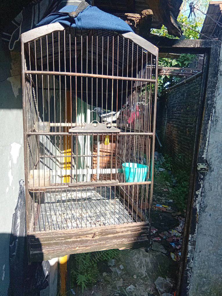 Kacer Bodi Big Long – Kaki Deker, Hampir Tuntas Mabung, Siap Setting