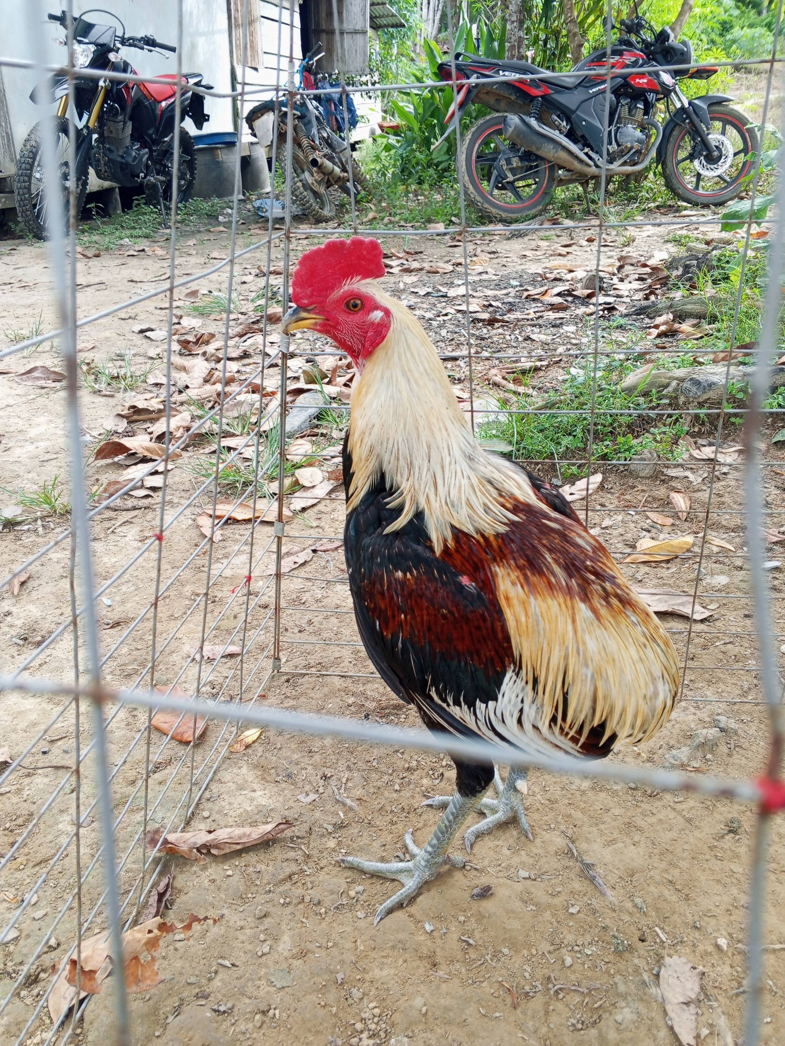 Jual Beli Ayam Sabung Sintang – Udh Masuk Domping