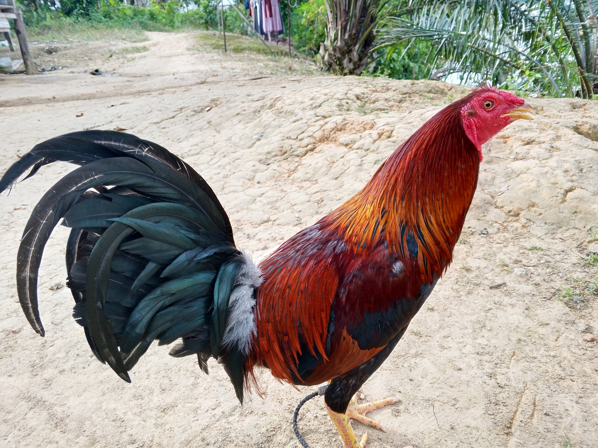 Jual Beli Ayam Sabung Sintang – Udh Masuk Domping