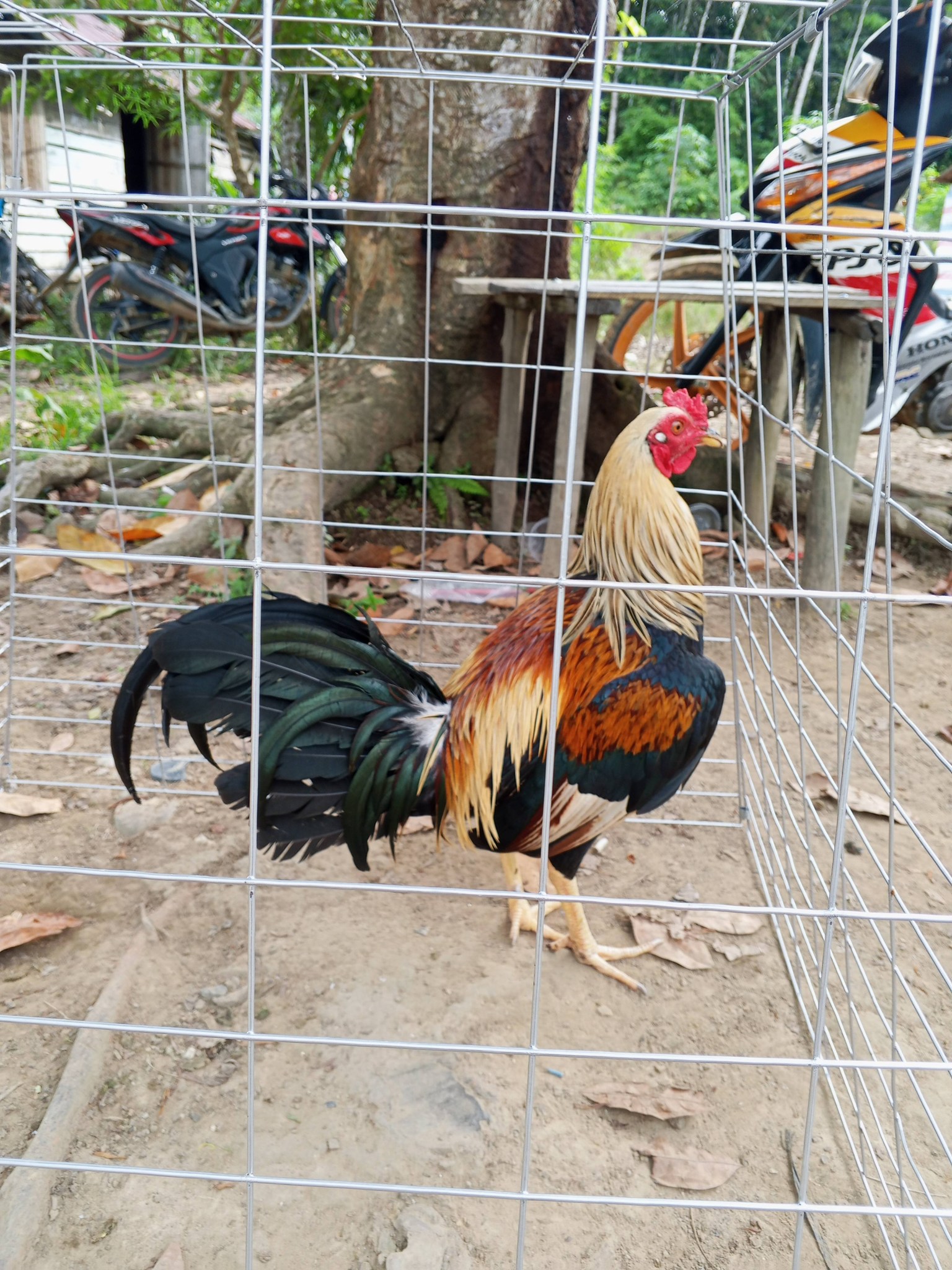 Jual Beli Ayam Sabung Sintang – Udh Masuk Domping