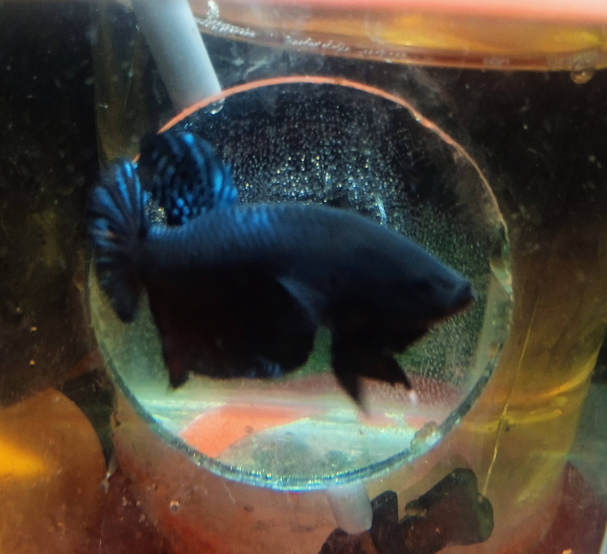 Jual Beli Ikan Cupang Aduan & Hobi – Khusus Bogor & Ciawi