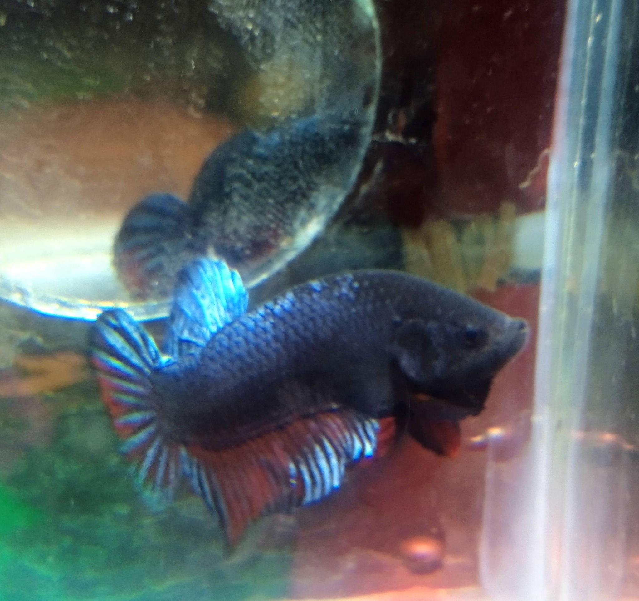 Jual Beli Ikan Cupang Aduan & Hobi – Khusus Bogor & Ciawi