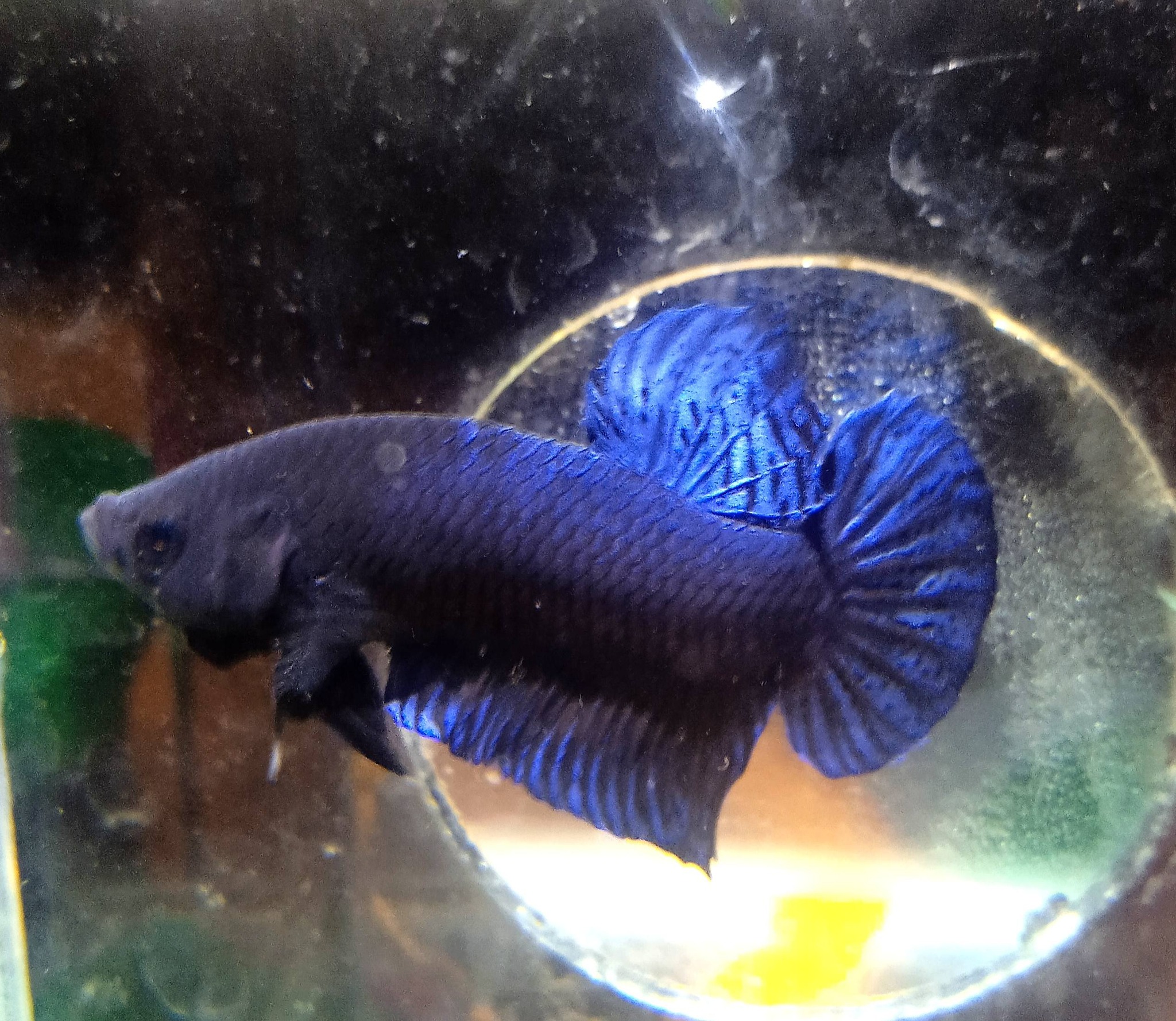 Jual Beli Ikan Cupang Aduan & Hobi – Khusus Bogor & Ciawi