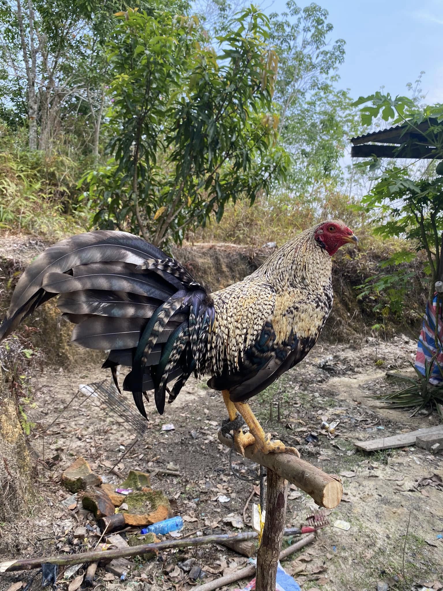 DIJUAL AYAM LOK SINTANG BANING – KOTA, SEHAT & SIAP RAWAT 🔴