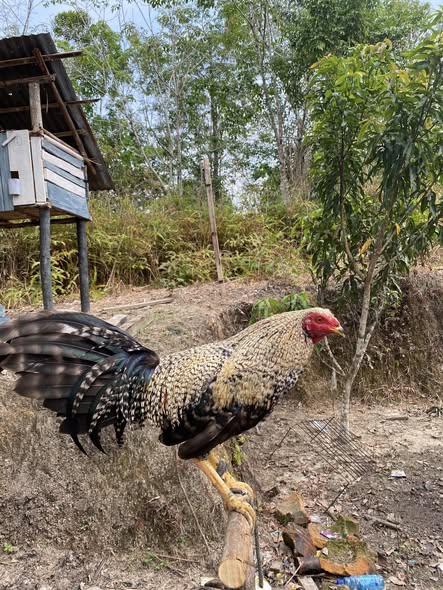DIJUAL AYAM LOK SINTANG BANING – KOTA, SEHAT & SIAP RAWAT 🔴