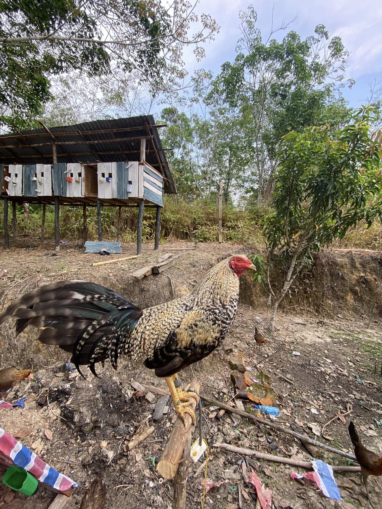 DIJUAL AYAM LOK SINTANG BANING – KOTA, SEHAT & SIAP RAWAT 🔴