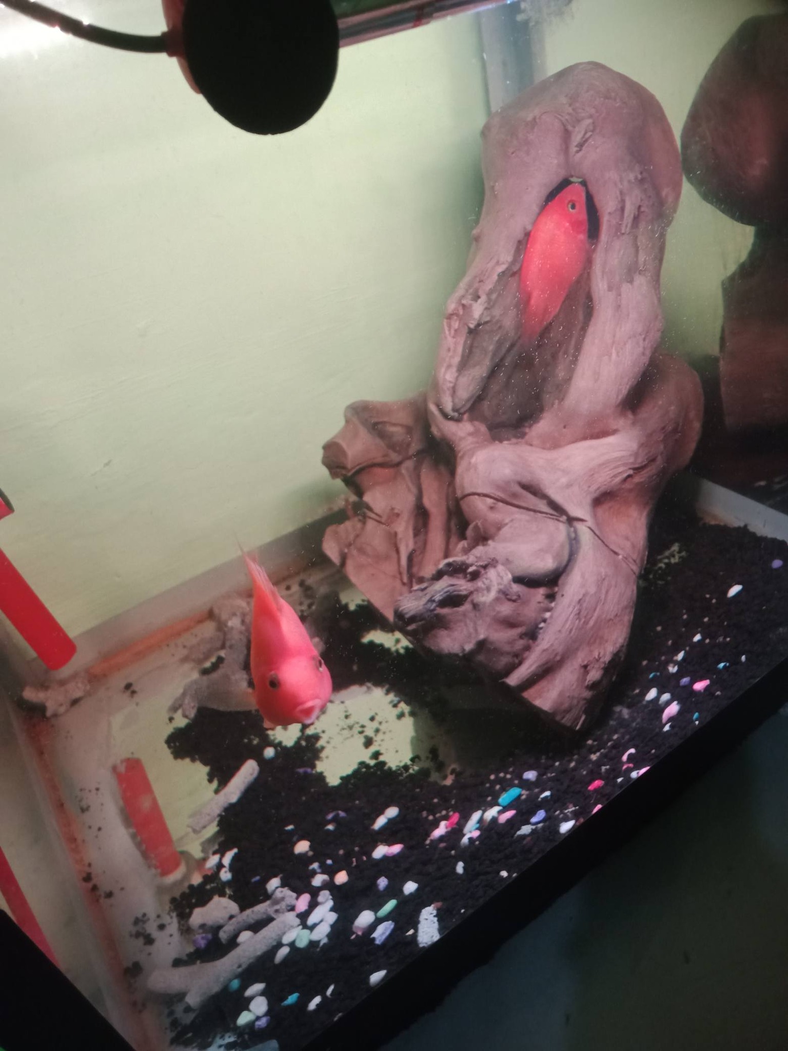 Dijual Paket Lengkap Perrot Jodoan 3 Jari + Tank Full Set Siap Ternak