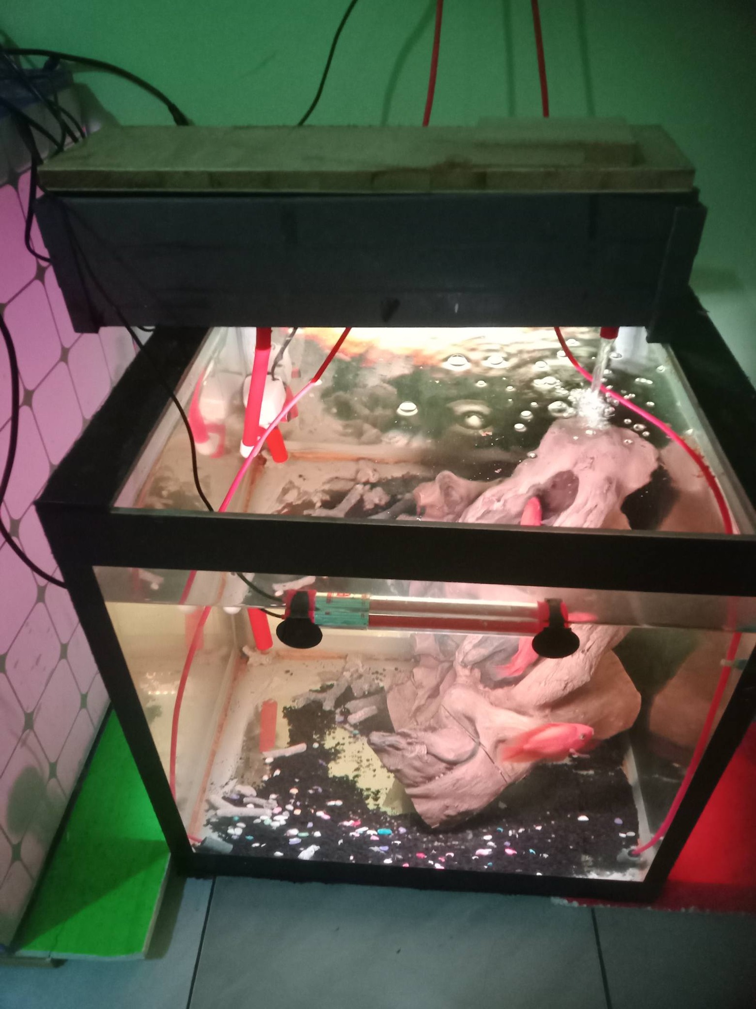 Dijual Paket Lengkap Perrot Jodoan 3 Jari + Tank Full Set Siap Ternak