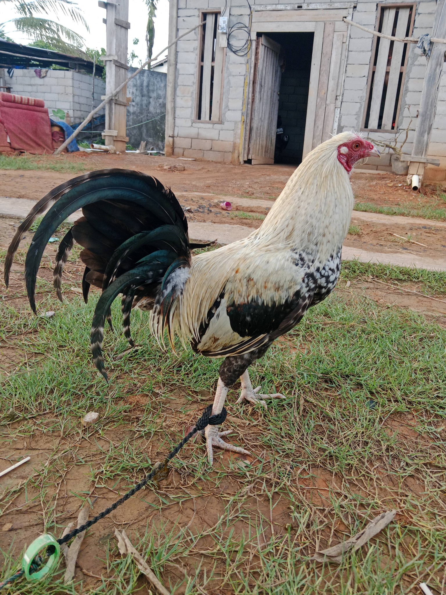 Jual Ayam Sabung Sintang Gacor – Mental Baja, Pukulan Keras