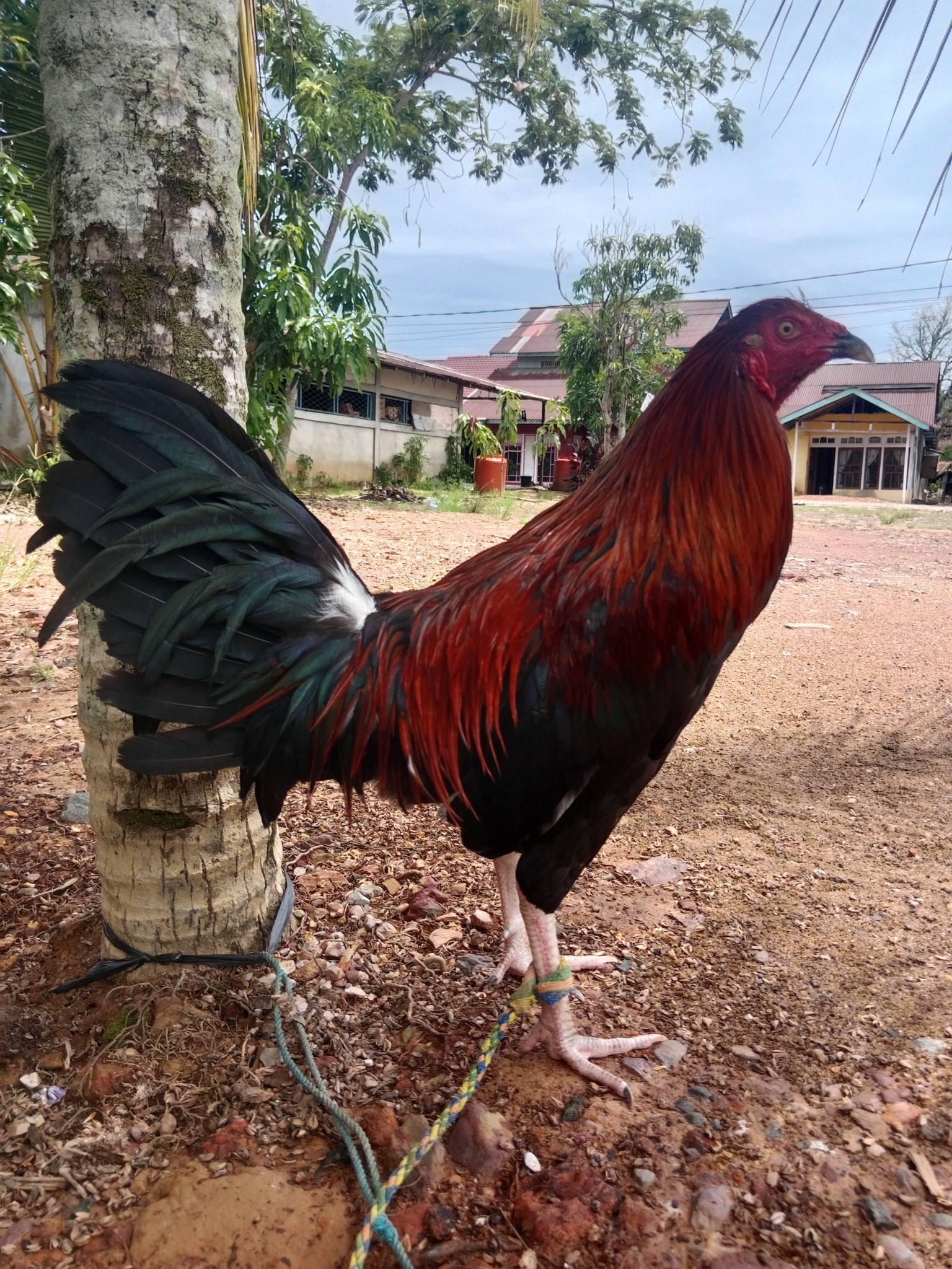 Jual Ayam Sabung Sintang Gacor – Mental Baja, Pukulan Keras