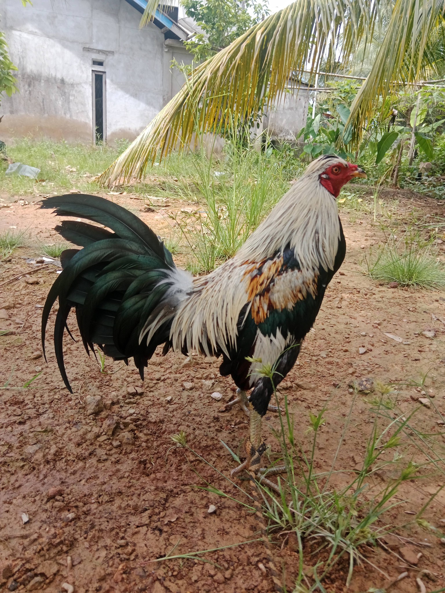 Jual Ayam Sabung Sintang Gacor – Mental Baja, Pukulan Keras